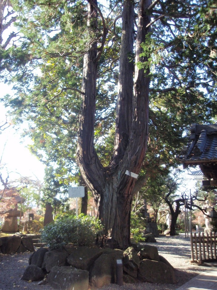 行善寺三又ヒノキ
