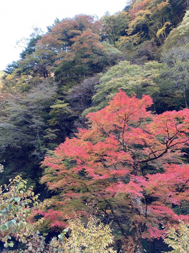 山の紅葉ですので、場所によって色づきは異なっています