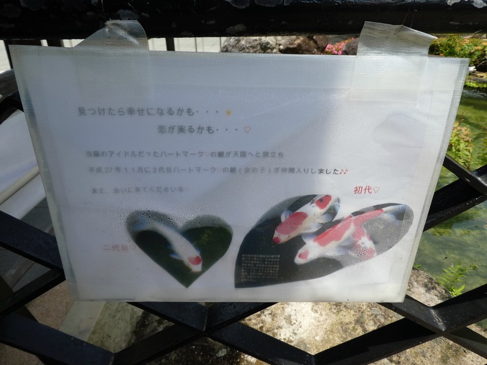おめでたい錦鯉がいるようです