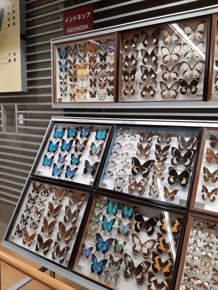 常設の世界の蝶展。その数にまず驚きます。