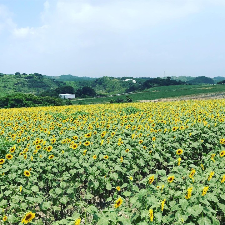 ひまわり畑