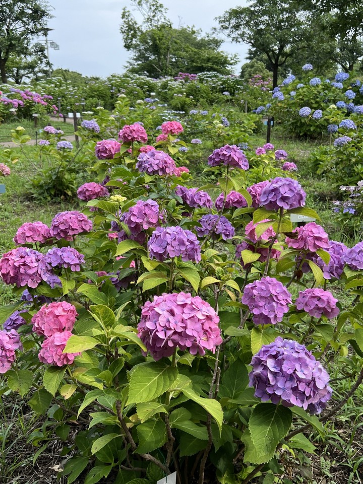 紫陽花