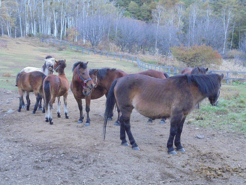 愛嬌のある木曽馬