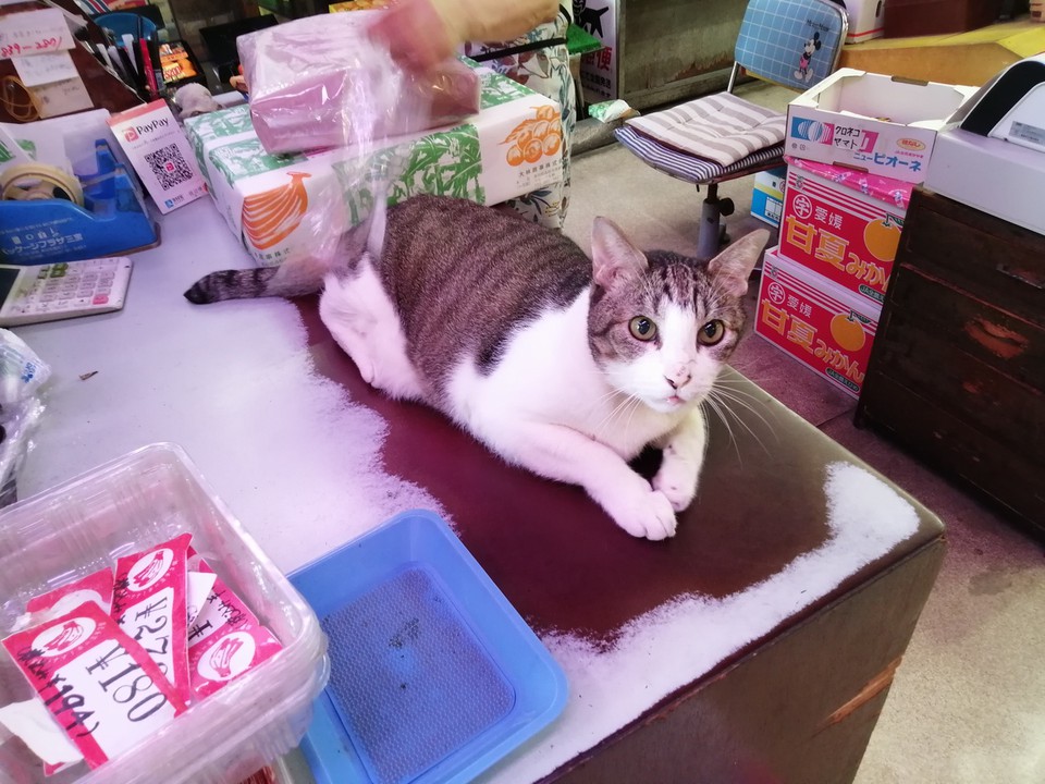 看板猫