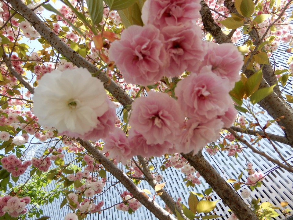普賢象の花弁数は20～40枚