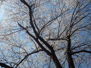 結城の霧社桜