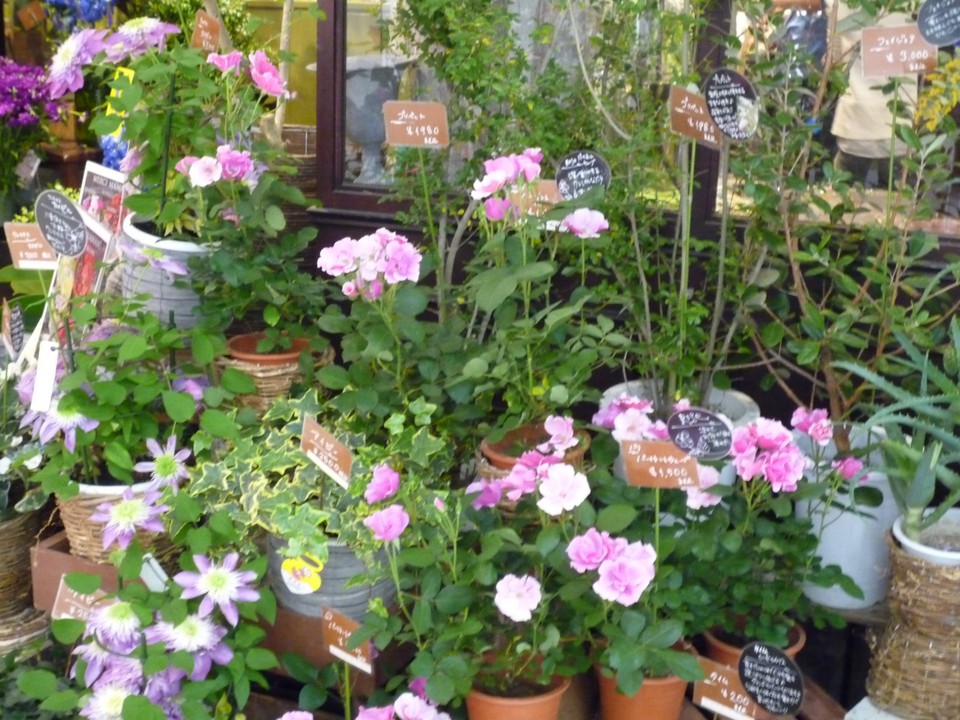 鉢植えもあります