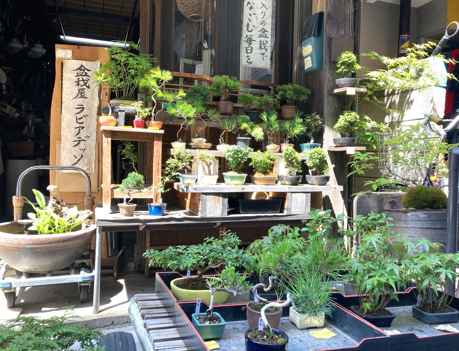 【実際に行って撮影してみた】店先に飾られたミニ盆栽と小品盆栽