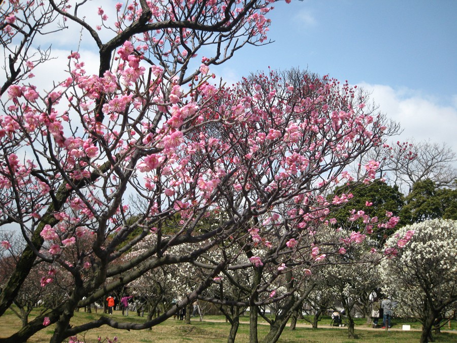 荒山公園