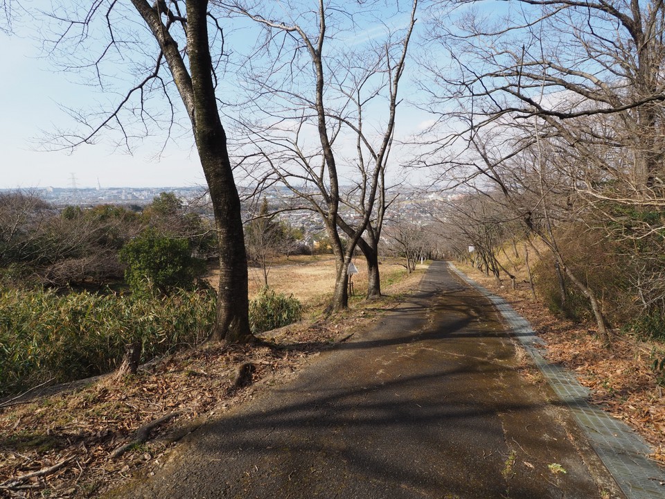 桜林が現れました。
