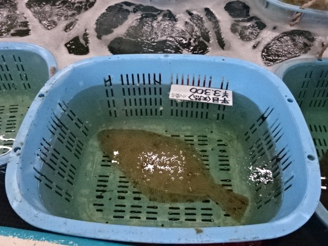 活きたヒラメも売られています。