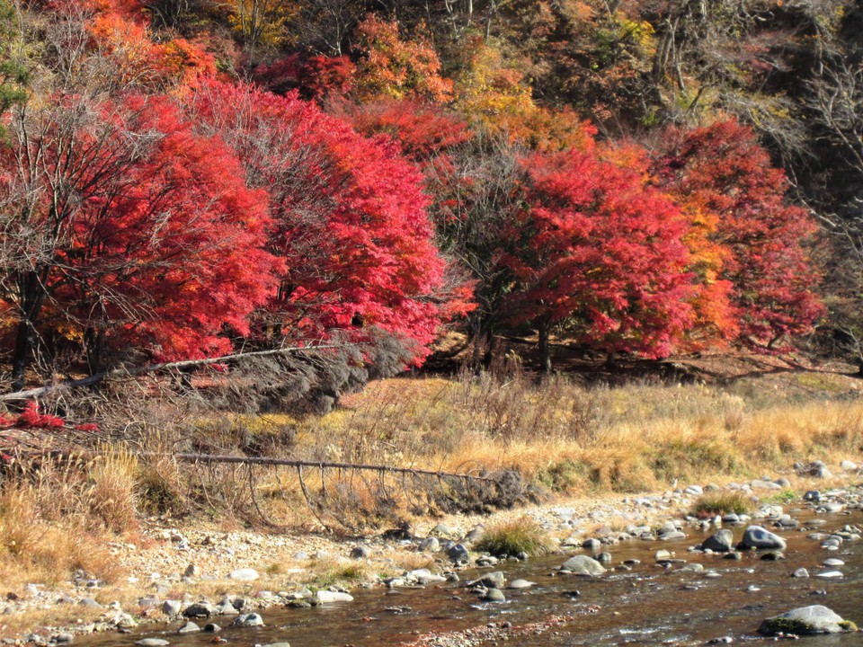 箒川沿いの紅葉