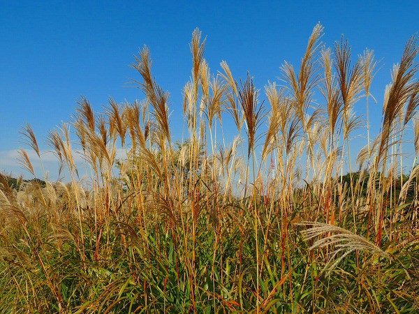 たくさんのススキが風になびいてとても美しいです