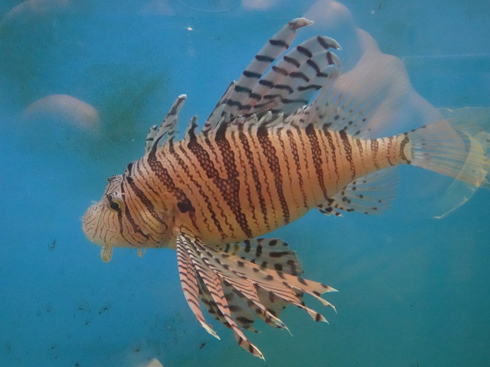 館山湾に生息する生物を展示