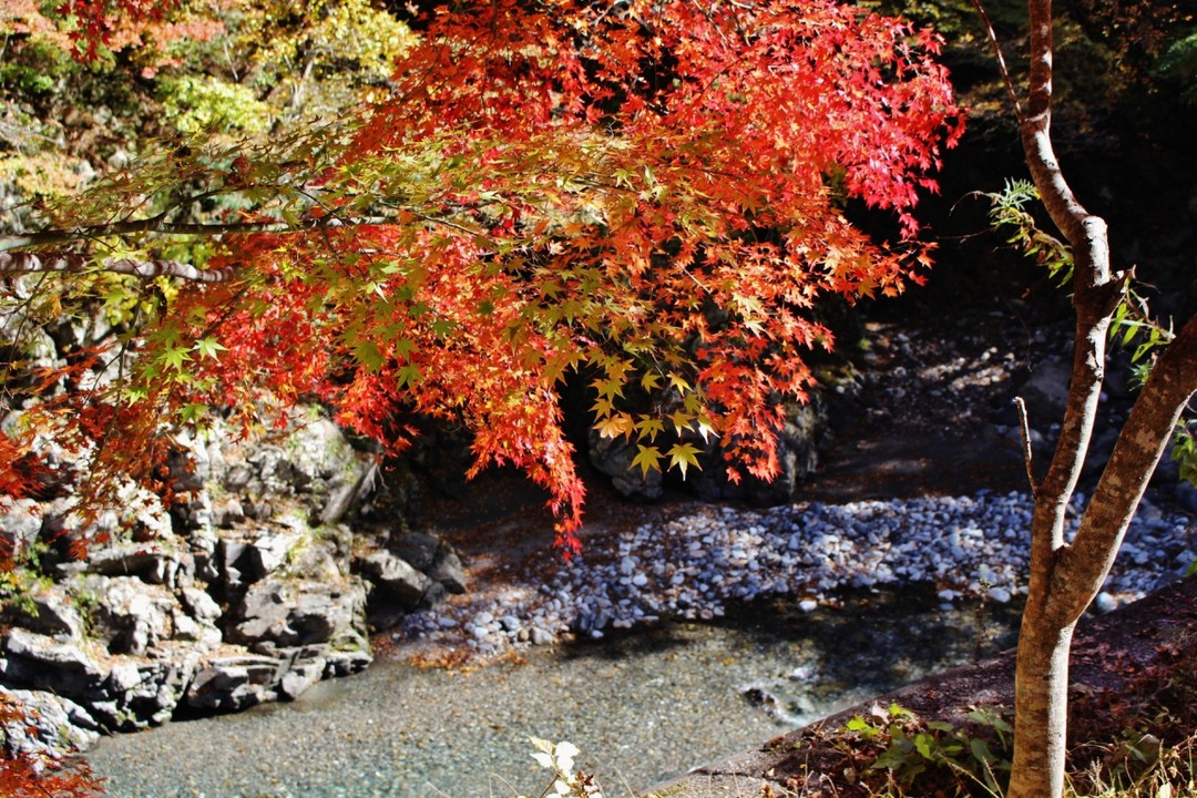 清流と紅葉