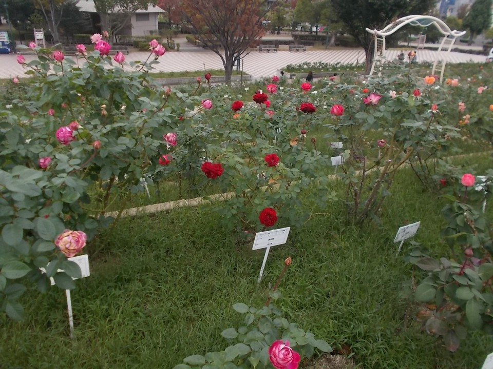 ピラミッド型のバラ花壇