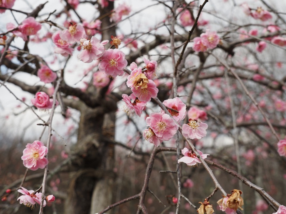 梅の花。