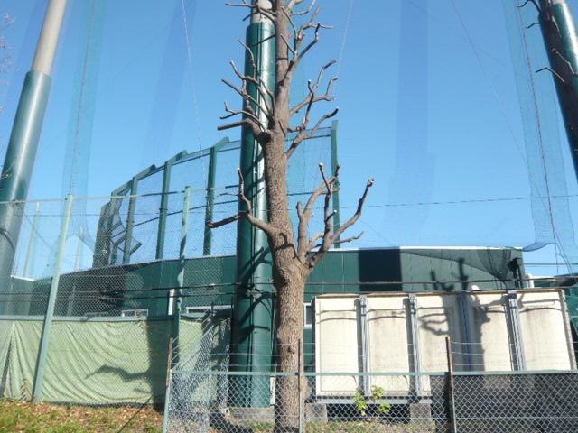 ロッテ浦和球場のネット裏の様子です。練習場から見ています。