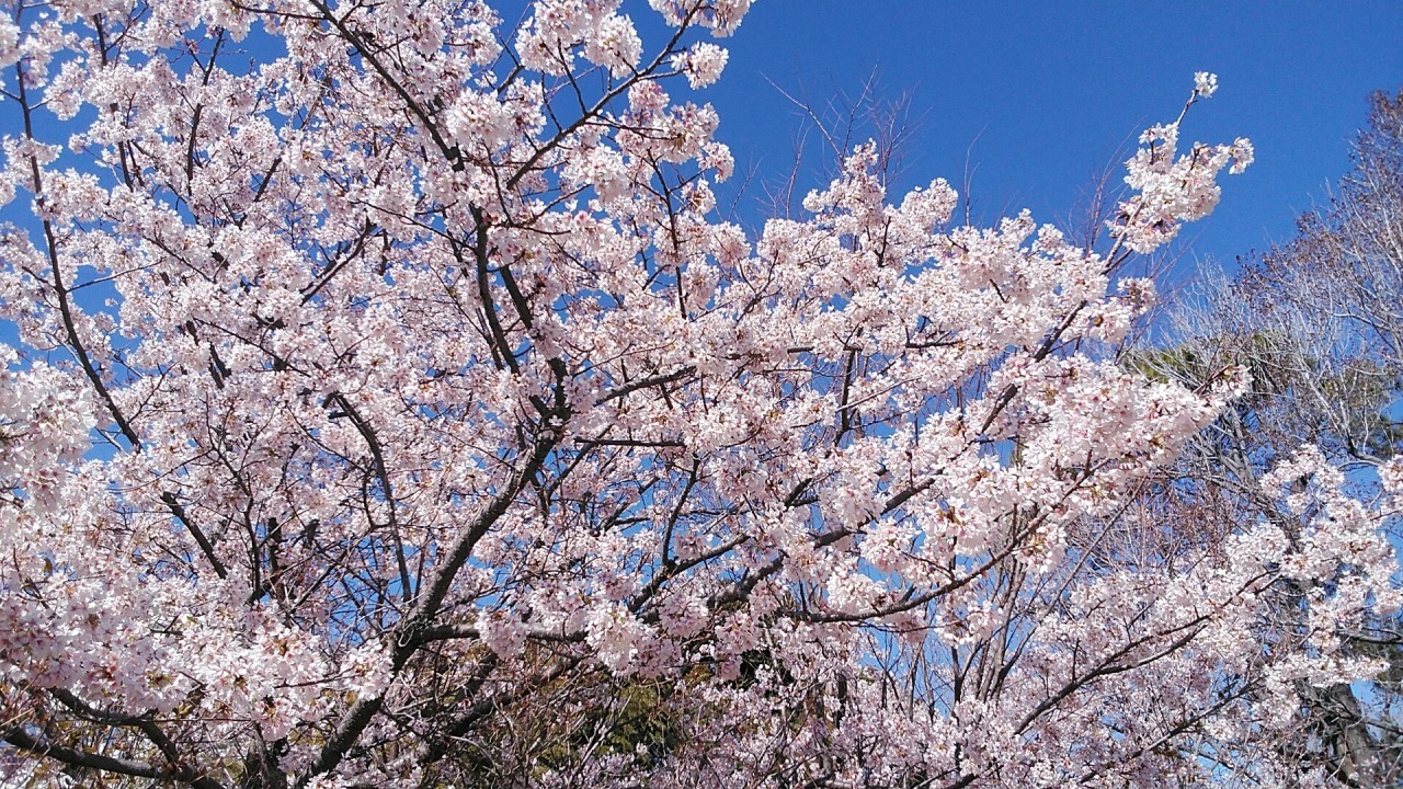 綺麗な玉縄桜
