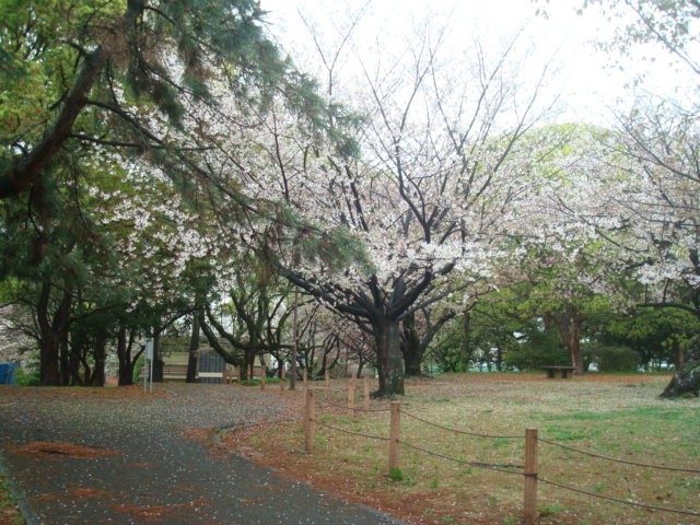 3月下旬の桜