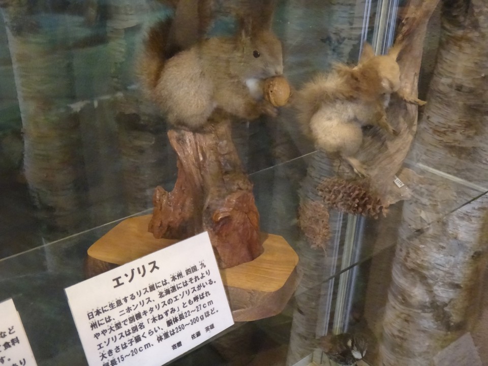 蝦夷リスの剥製