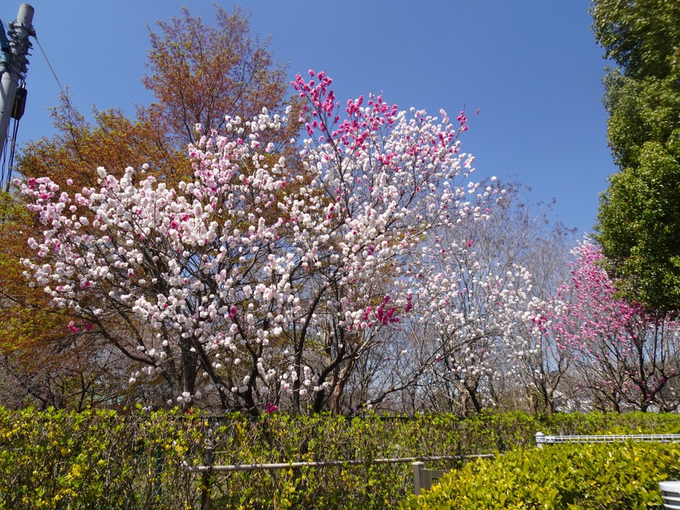 庭園の花桃が見頃でした