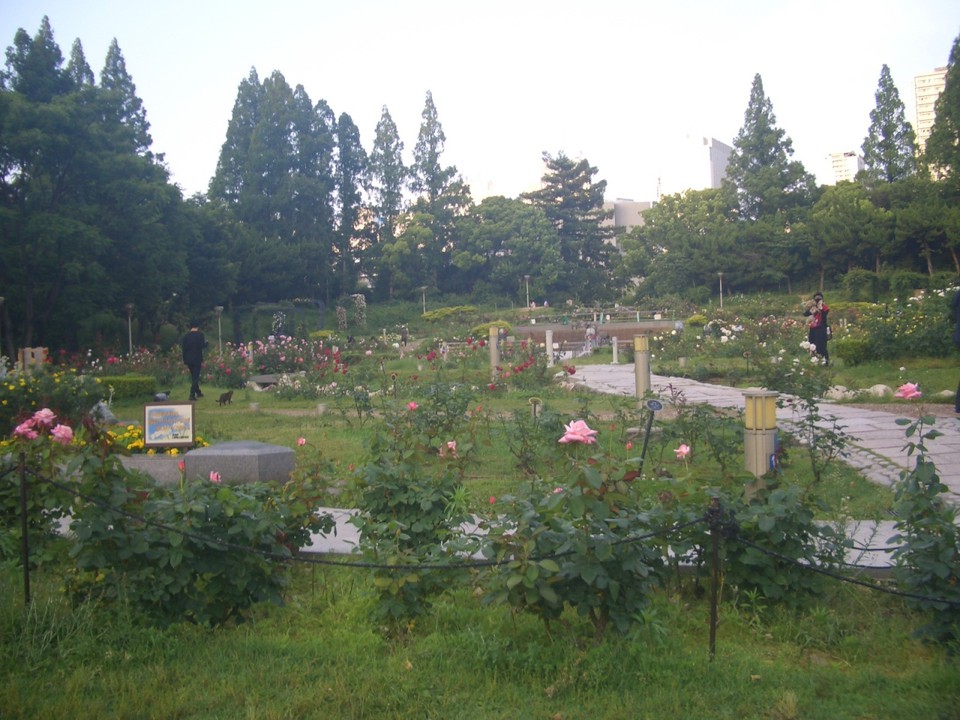 靭公園（ばら園）