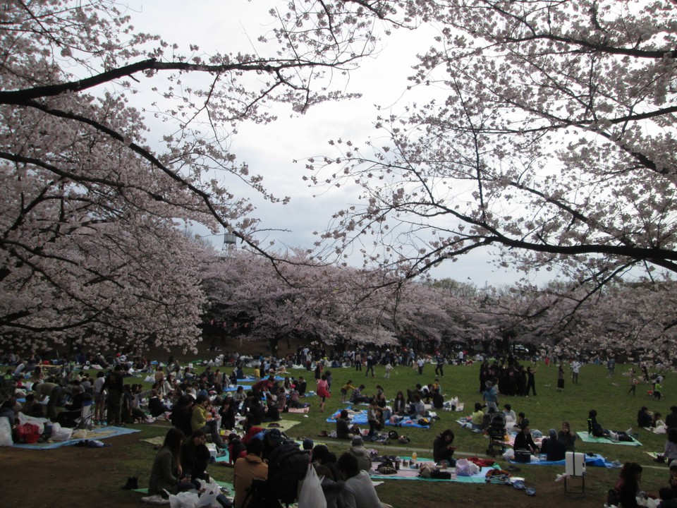 2016年4月3日のお花見風景です。