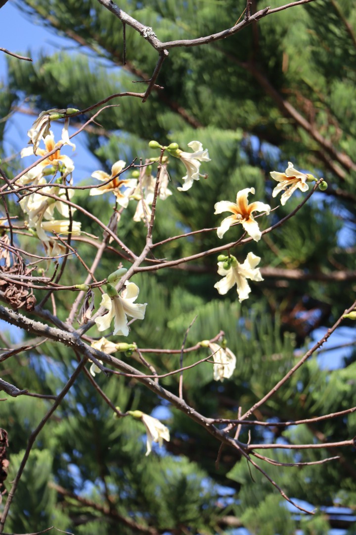トックリキワタの花