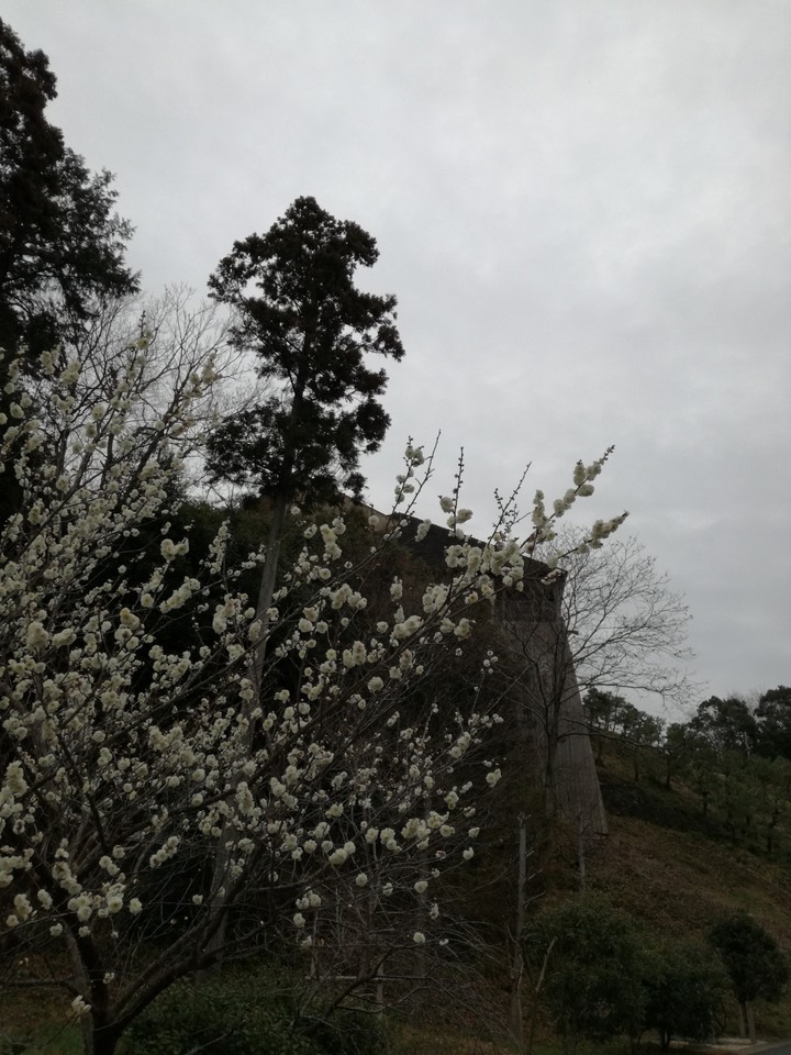 梅が咲いていました。写真奥が美術館建物