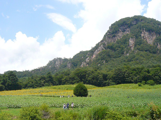 咲いているのはほんの一画