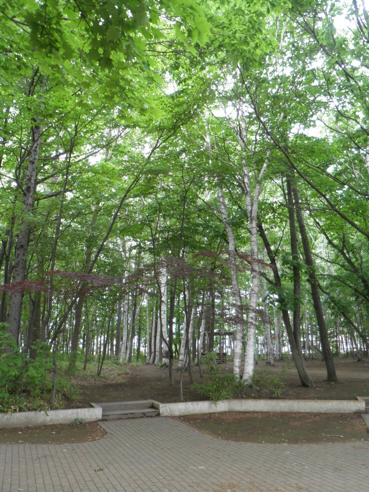 林の中の公園
