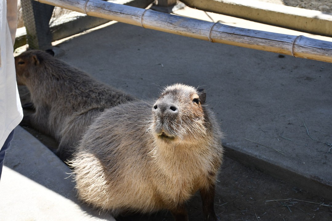 パピバラちゃん