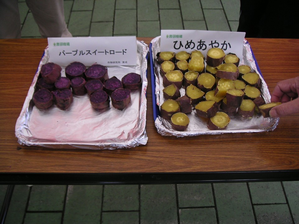 食と農の科学館(焼き芋試食)