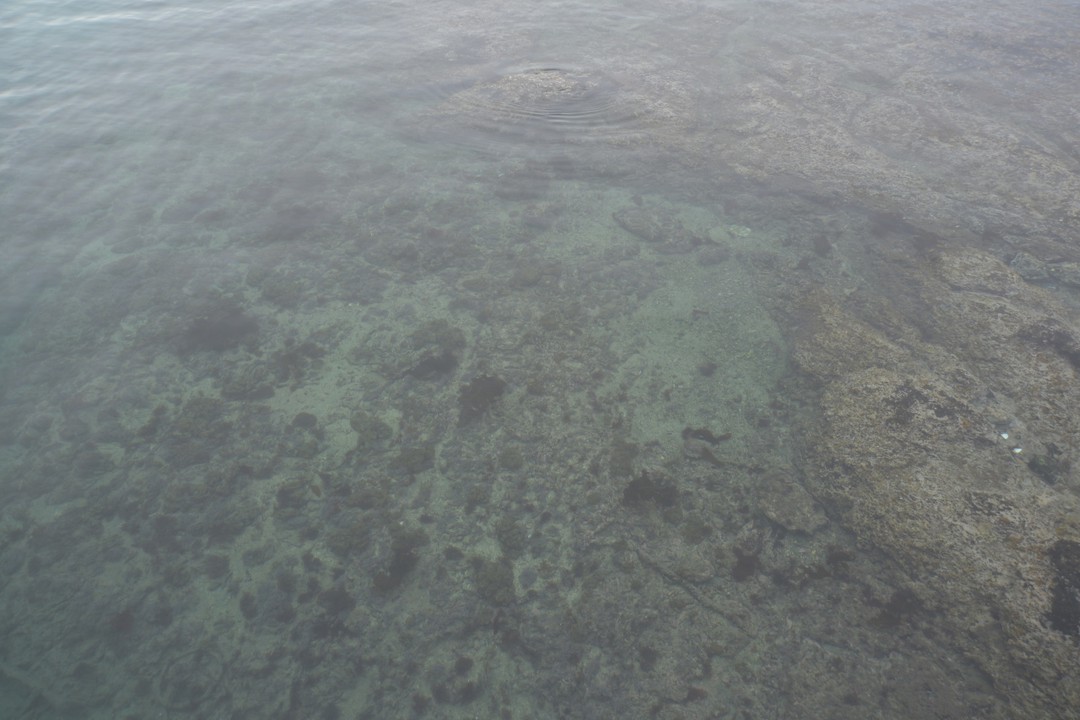 活き活きウオポートの前の海は澄んでいました。