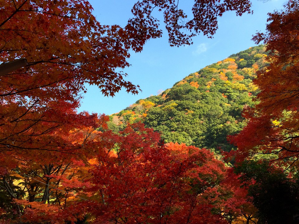 紅葉です。