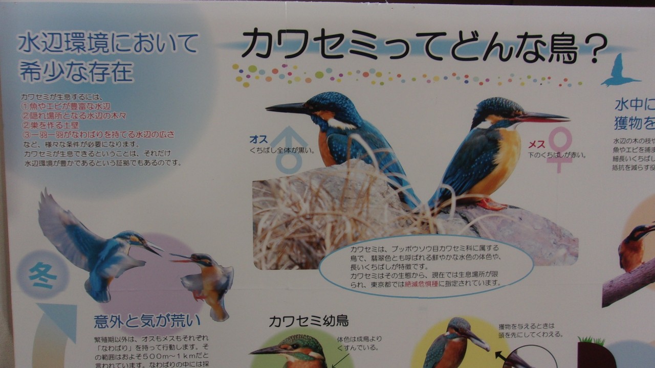 いつでもカワセミを見られるわけではない。