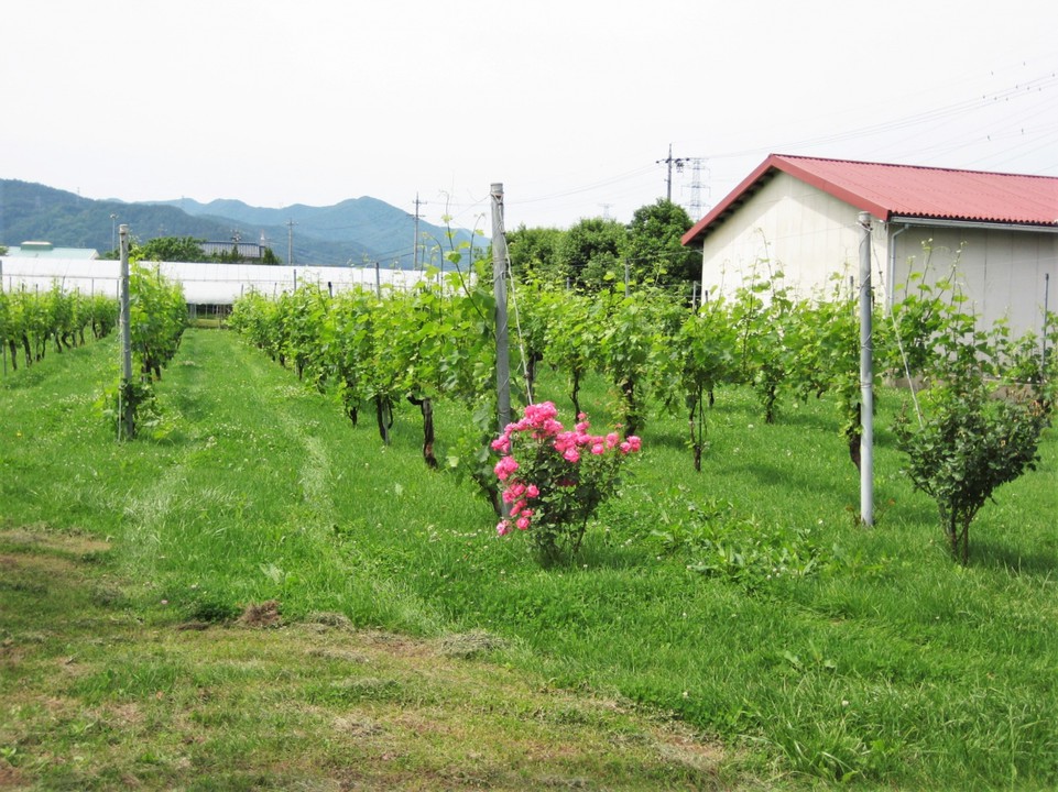 周辺には葡萄園が広がります