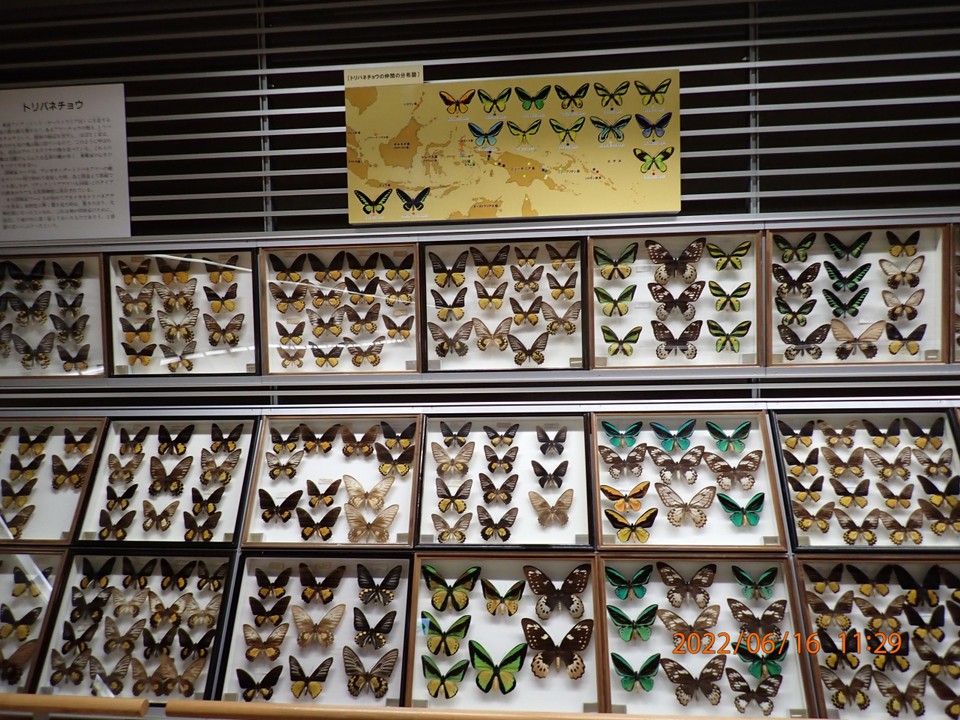 蝶の展示
