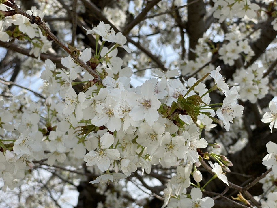 白い桜も