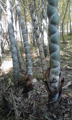 珍しいでしょ