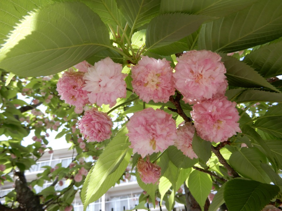 兼六園菊桜の花弁は、300～350枚、日本で最も多い珍しい桜
