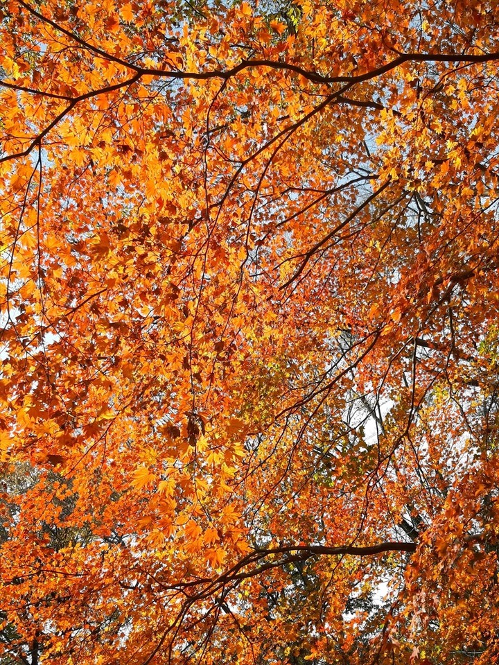 …紅葉・黄葉が楽しめました。