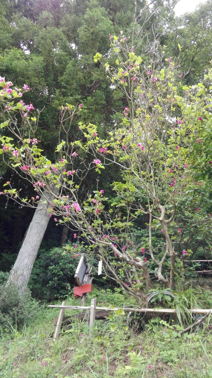 花は少し