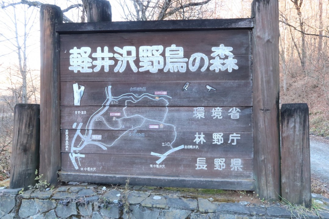 軽井沢野鳥の森。ここからムササビのポイントへ歩いて行きます