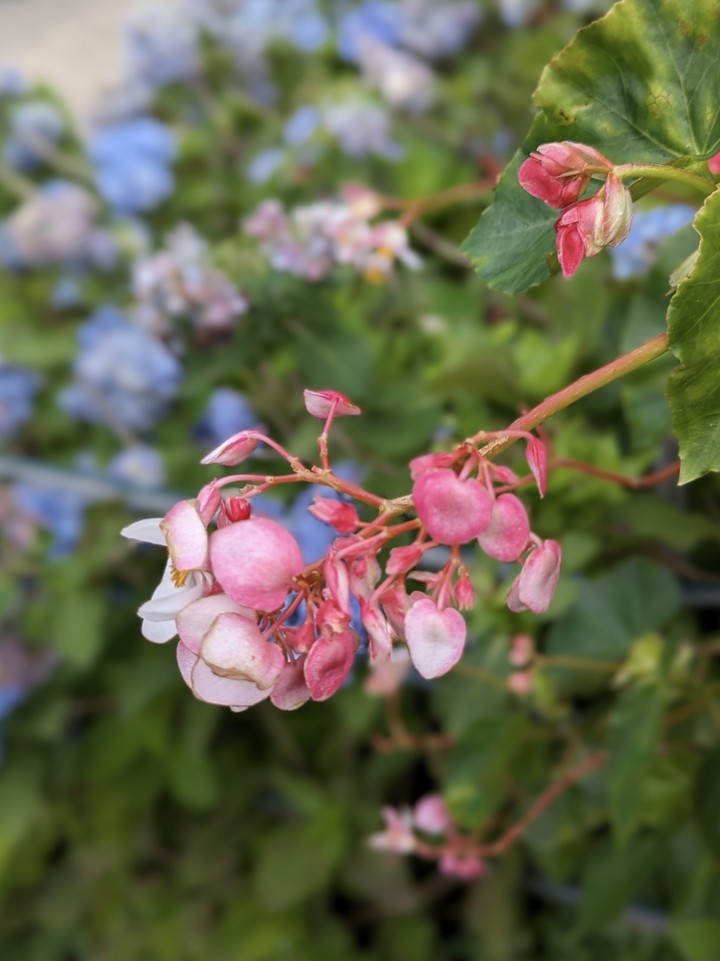 よへなあじさい園にて。