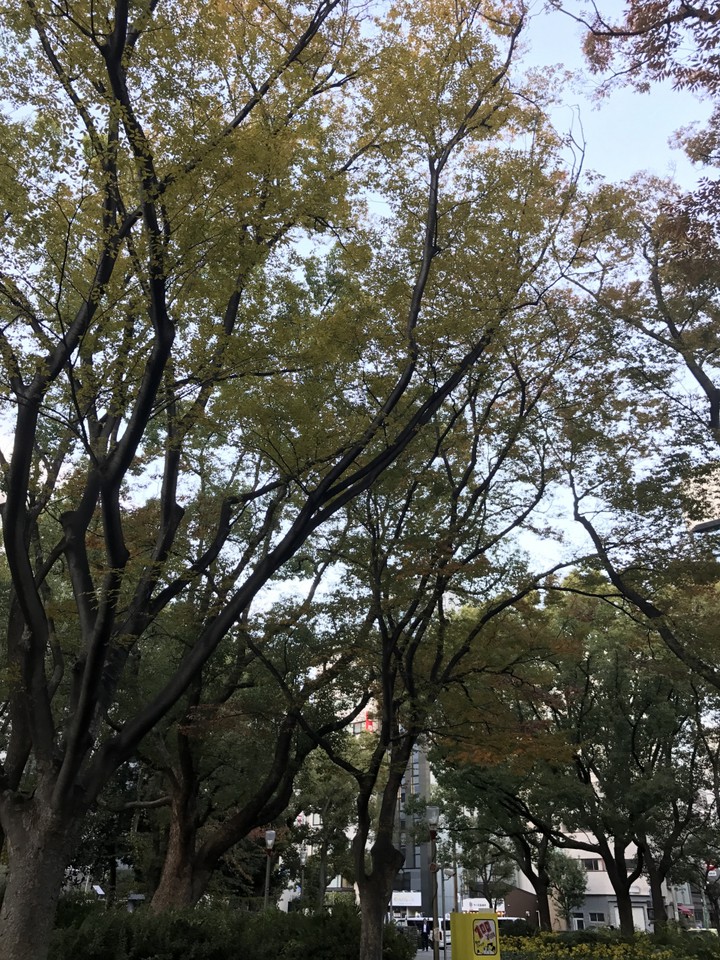 緑豊かな公園