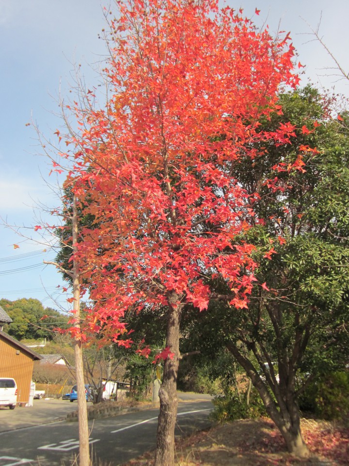 駐車場の隅では紅葉？…