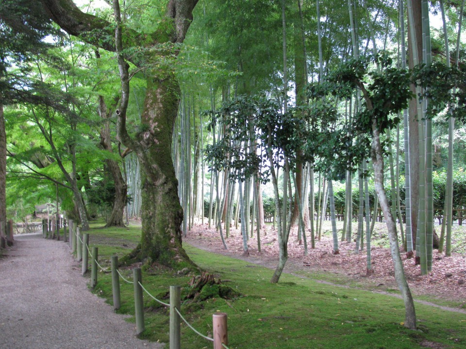 庭園の竹林