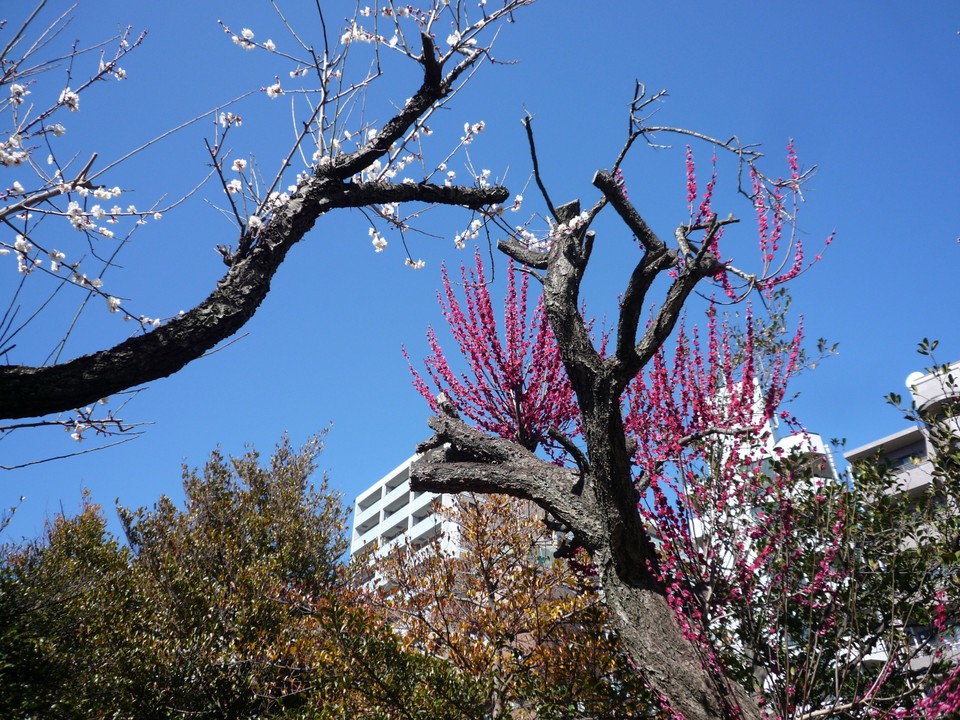 梅の花